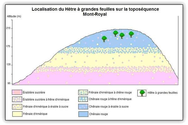 Localisation du Hêtre à grandes feuilles sur la toposéquence du Mont-Royal.