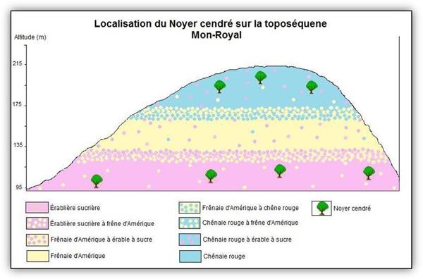 Localisation du Noyer cendré sur la toposéquence du Mont-Royal. 
