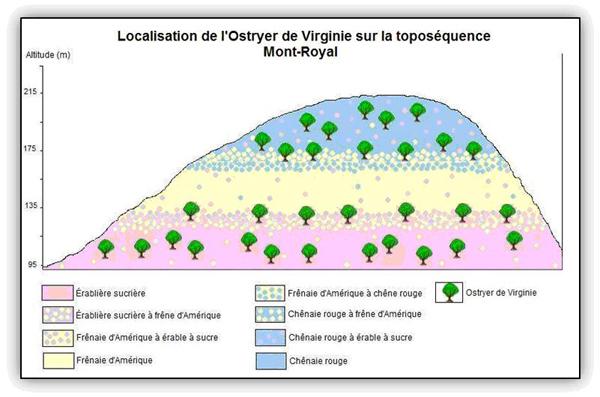 Localisation de l'Ostryer de Virginie sur la toposéquence du Mont-Royal.