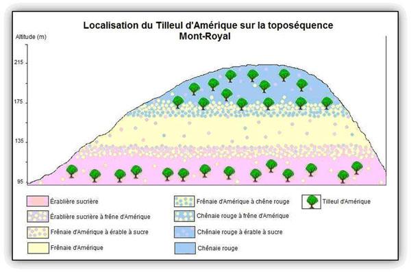 Localisation du Tilleul d'Amérique sur la toposéquence du Mont-Royal.