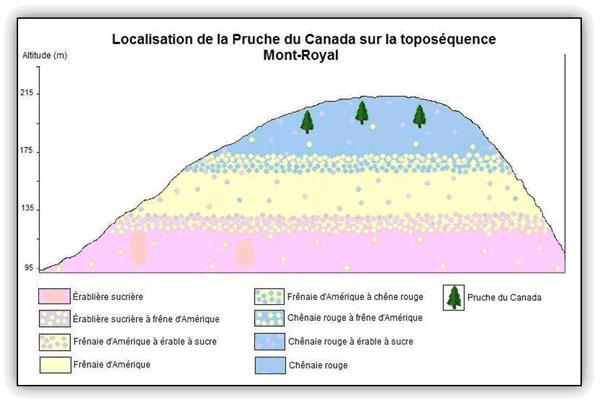 Localisation de la Pruche du Canada sur la toposéquence du Mont-Royal.