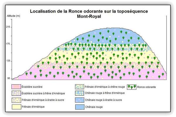 Localisation de la Ronce odorante  sur la toposéquence du Mont-Royal.