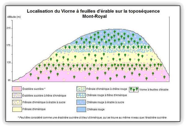 Localisation de la Viorne à feuilles d'érable sur la toposéquence du Mont-Royal