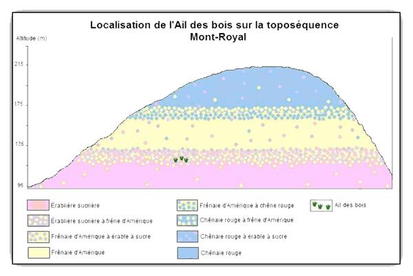 Localisation de l'ail des bois sur la toposéquence du Mont-Royal