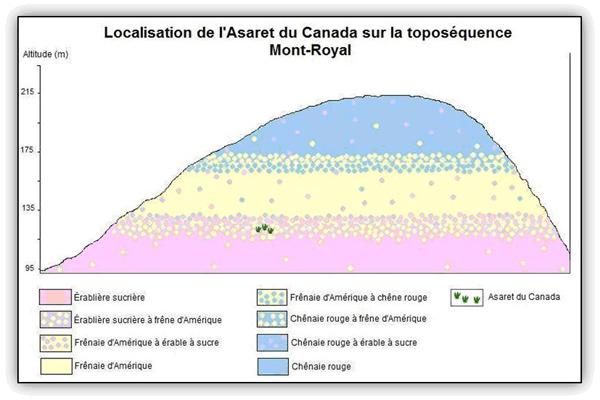 Localisation de l'Asaret du Canada sur la toposéquence du Mont-Royal.