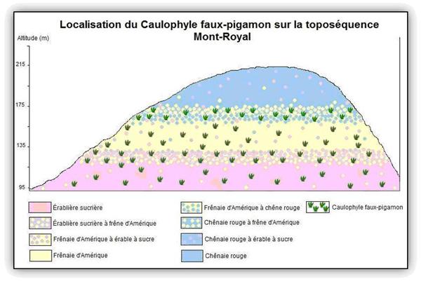 Localisation  du Caulophyle faux-pigamon sur la toposéquence du Mont-Royal.