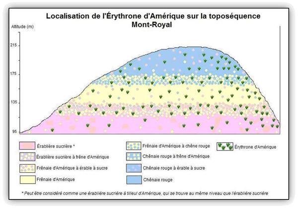 Localisation de l'Érythrone d'Amérique sur la toposéquence Mont-Royal