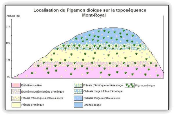 Localisation du Pigamon dioique sur la toposéquence du Mont-royal
