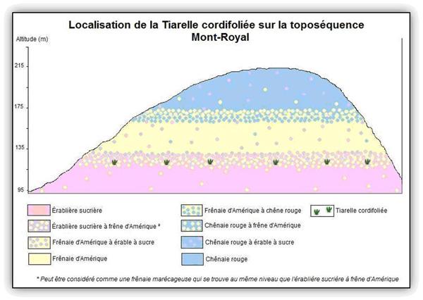Localisation de la Tiarelle cordifoliée sur la toposéquence du Mont-Royal.
