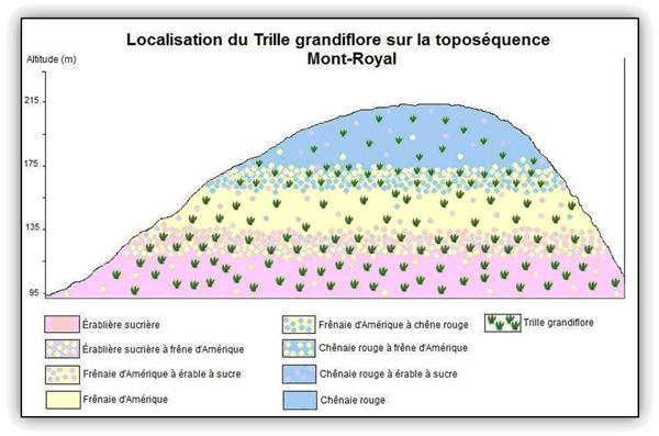 Localisation  du Trille grandiflore sur la toposéquence du Mont-Royal.