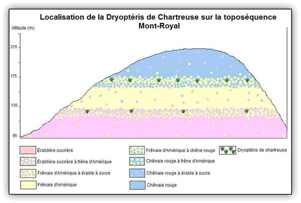 Localisation de la Dryoptéris de Chartreuse sur la toposéquence du Mont-Royal
