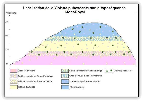 Localisation de la Violette pubescente sur la toposéquence du Mont-Royal