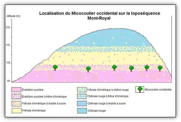Localisation du Micocoulier sur la toposéquence du Mont-Royal.