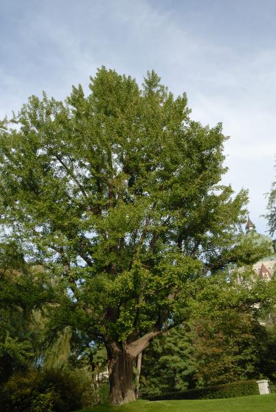 Vue générale de l’arbre. Ginkgo bilobé. L’Oratoire Saint-Joseph du Mont-Royal.