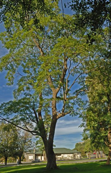 Vue générale de l’arbre. Phellodendron de l’Amour. L’Oratoire Saint-Joseph du Mont-Royal.