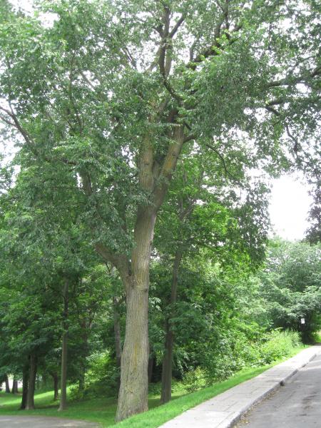 Vue générale de l'arbre. Orme d’Amérique. Parc du Mont-Royal.