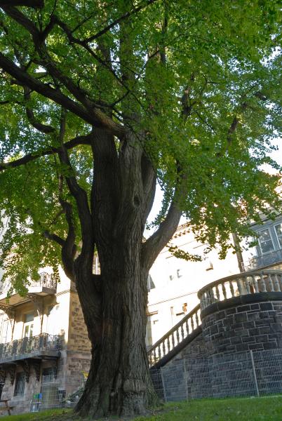 Vue de la section inférieure de l’arbre. Arbre aux quarante écus. Université McGill.