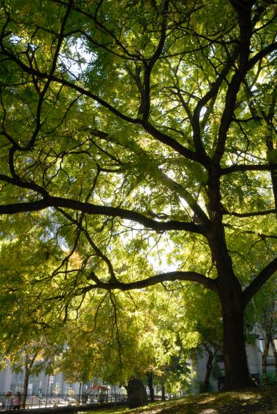 Vue de la partie inférieure de l’arbre. Noyer noir. Université McGill.