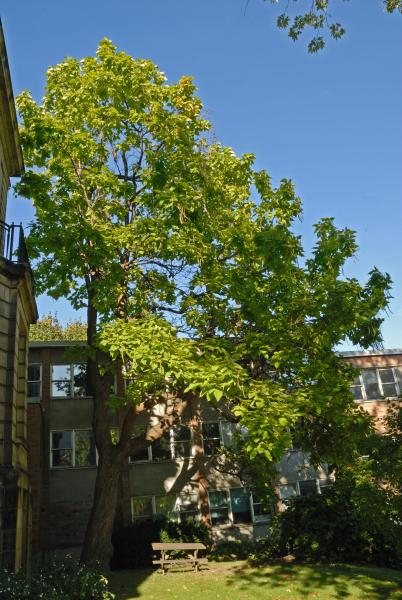 Vue générale de l’arbre. Catalpa de l’Ouest. Université McGill.