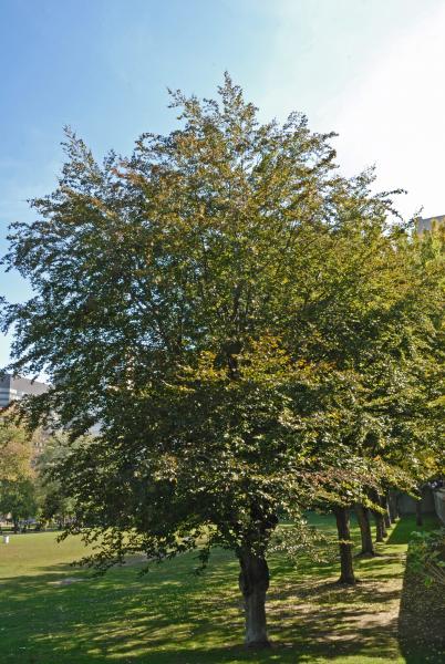 Vue générale de l’arbre. Hêtre européen à feuillage pourpre. Université McGill.