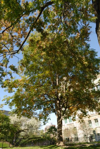 Vue générale de l’arbre. Marronnier à fleurs jaunes. Université McGill.