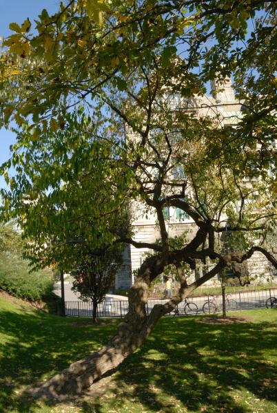 Vue générale de l'arbre. Fusain d’Europe. Université McGill.