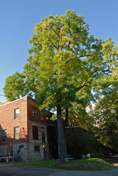 Vue générale de l’arbre. Chicot févier. Université McGill.