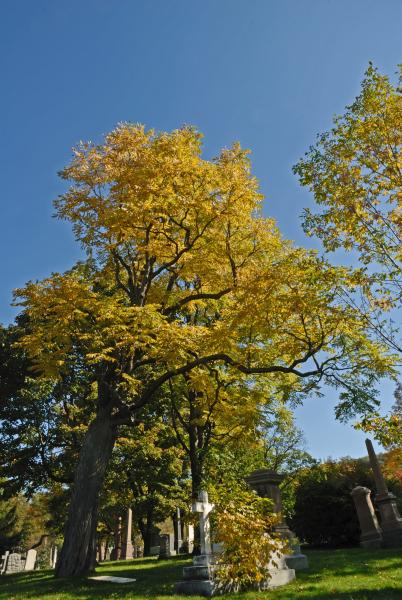 Vue générale de l’arbre. Chicot févier. Cimetière Mont-Royal.