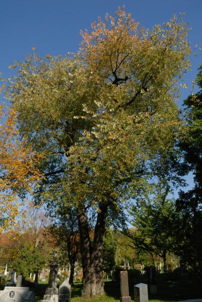 Vue générale de l’arbre. Cerisier tardif. Cimetière Mont-Royal.