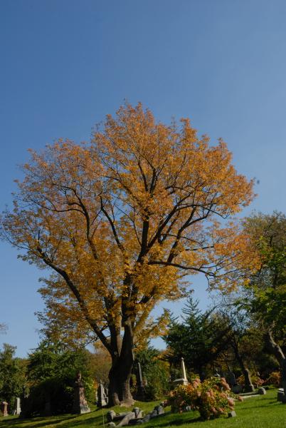Vue générale de l’arbre. Frêne blanc. Cimetière Mont-Royal.