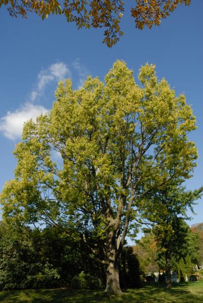Vue générale de l’arbre. Micocoulier occidental. Cimetière Mont-Royal.