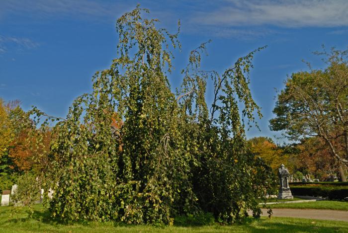 Vue générale de l’arbre. Hêtre européen pleureur. Cimetière Mont-Royal.