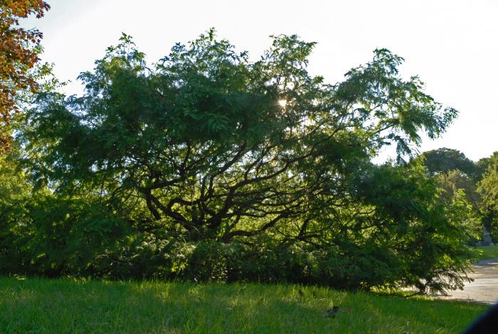 Vue générale de l’arbre. Métaséquoia de Chine. Cimetière Mont-Royal.
