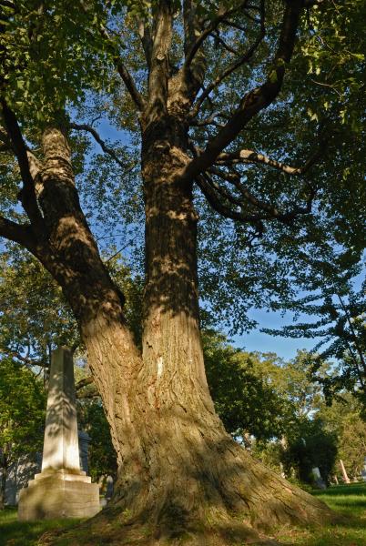 Vue générale de la section inférieure de l’arbre. Érable à sucre. Cimetière Mont-Royal.