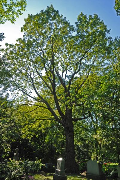 Vue générale de l’arbre. Érable à sucre. Cimetière Mont-Royal.