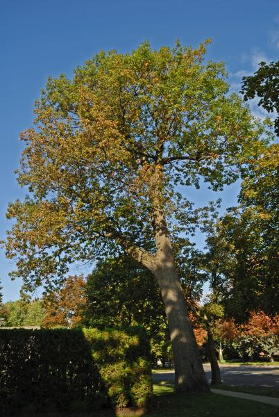 Vue générale de l’arbre. Chêne rouge. Cimetière Mont-Royal.