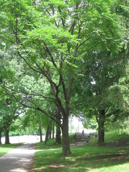 Vue générale de l’arbre. Phellodendron de l’Amour. Parc du Mont-Royal.
