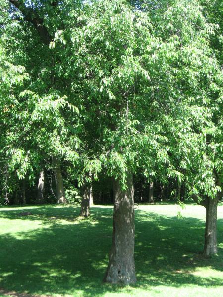 Vue générale de l'arbre. Cerisier tardif. Parc du Mont-Royal.