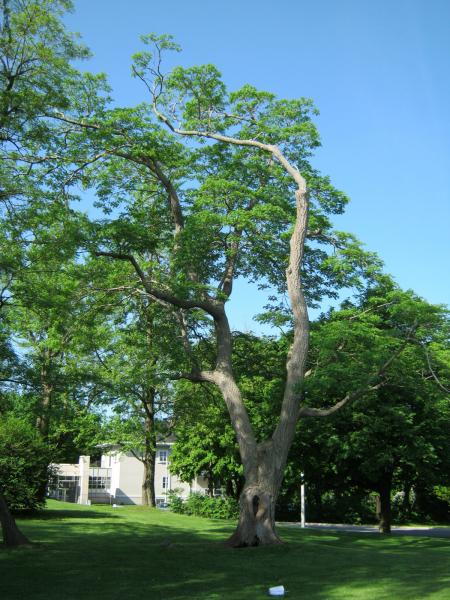 Vue générale de l’arbre. Phellodendron de l’Amour. L’Oratoire Saint-Joseph du Mont-Royal.