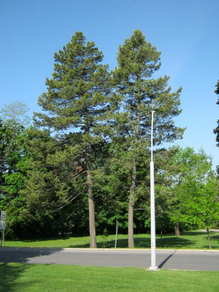 Vue générale des deux arbres. Sapin de Douglas. Oratoire Saint-Joseph-du-Mont-Royal.