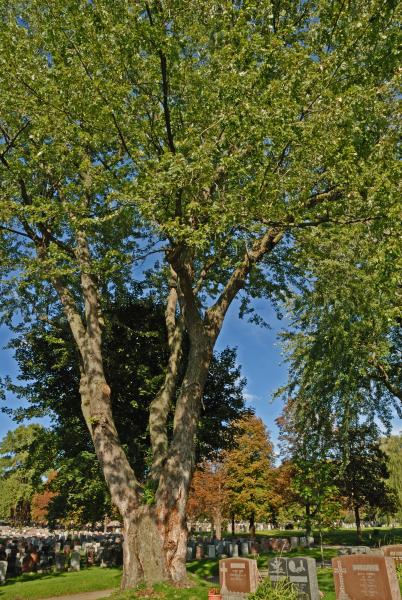 Vue générale de l’arbre. Érable argenté. Cimetière Notre-Dame-des Neiges.