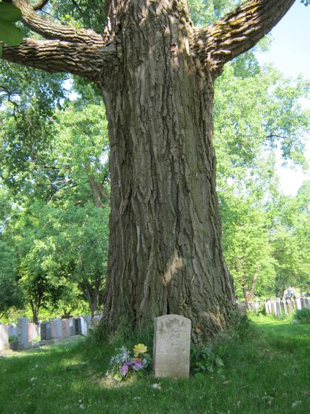 Vue de la base de l’arbre avec la pierre tombale. Peuplier deltoïde. Cimetière Notre-Dame-des Neiges.