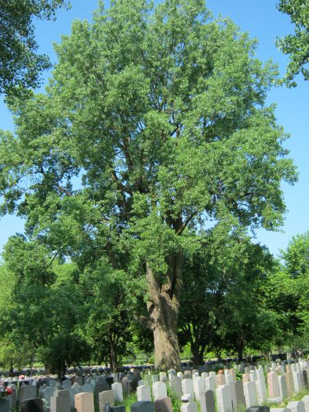 Vue générale de l’arbre. Peuplier deltoïde. Cimetière Notre-Dame-des Neiges.