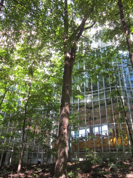 Vue générale de l’arbre et son reflet dans la structure de verre de l’édifice. Caryer cordiforme. Hautes études commerciales.