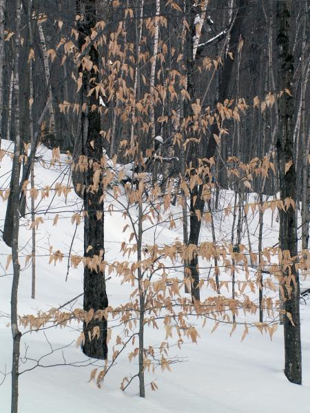 Aspect hivernal de l'hêtre à grandes feuilles. Photographie.