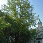 Vue générale de l’arbre. Caryer cordiforme. L’Oratoire Saint-Joseph du Mont-Royal, chapelle du frère André.