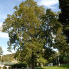 Vue générale de l’arbre. Caryer lacinié. Oratoire Saint-Joseph-du-Mont--Royal.