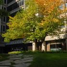 Vue générale de l’arbre. Arbre de Katsura. Université McGill.