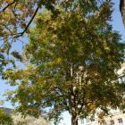 Vue générale de l’arbre. Marronnier à fleurs jaunes. Université McGill.