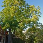Vue générale de l’arbre. Chicot févier. Université McGill.
